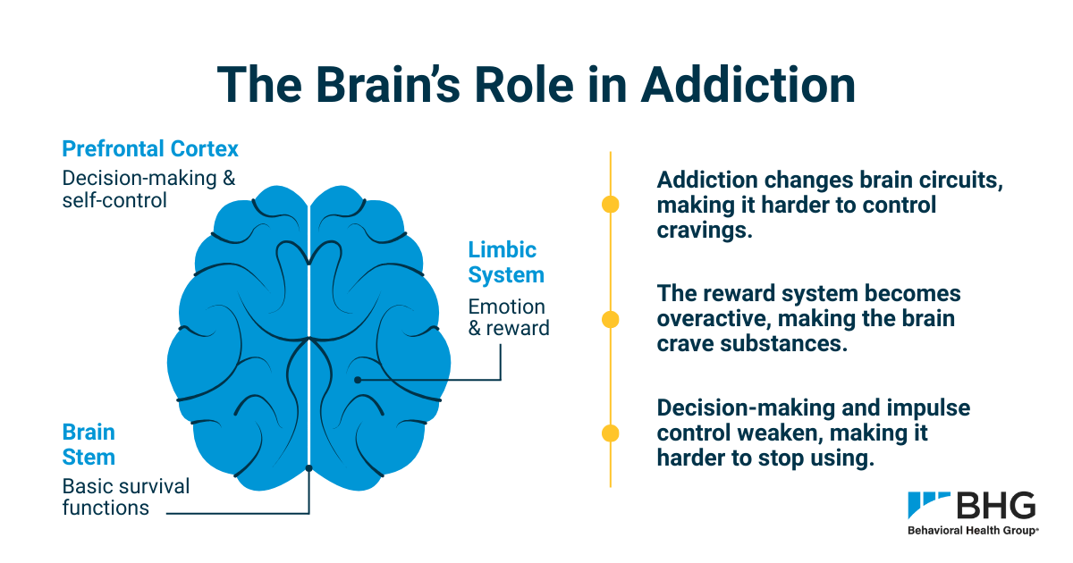 Infographic titled ‘The Brain’s Role in Addiction’ showing how the prefrontal cortex, limbic system and brain stem are affected. Addiction changes brain circuits, weakens decision-making and self-control and overactivates the reward system, making it harder to stop substance use.