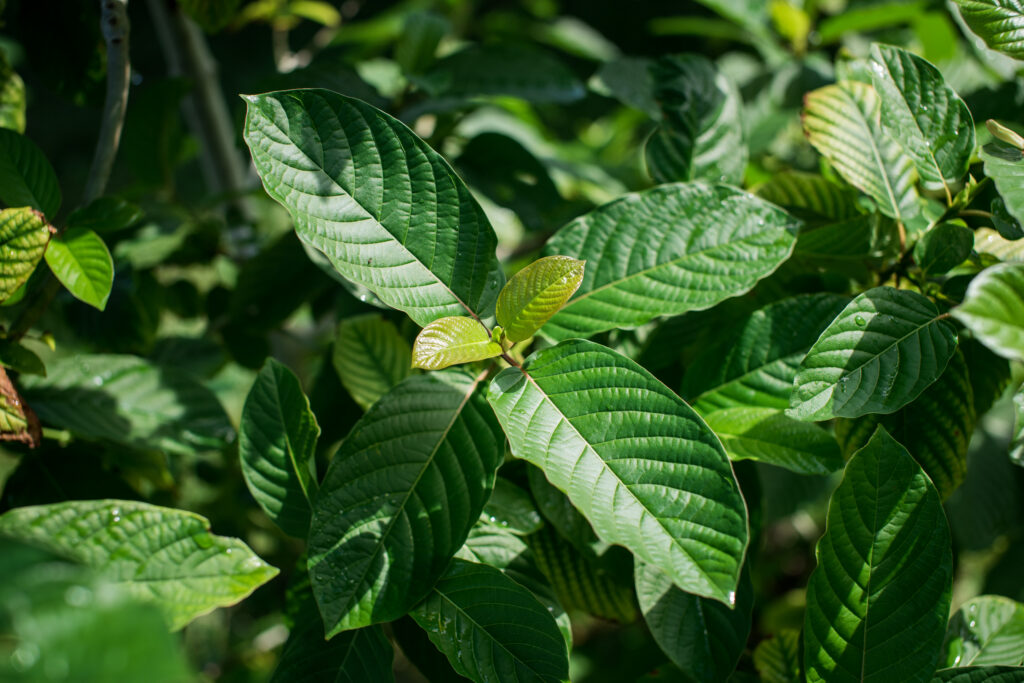 Close-up of green kratom leaves growing on a tree in a tropical environment.